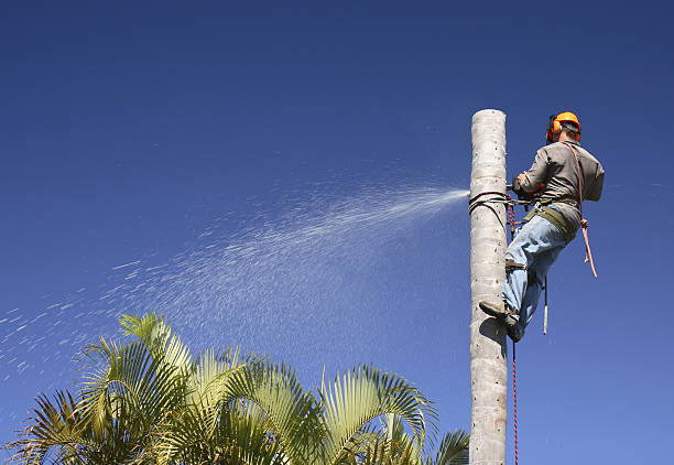 Trusted Day Heights, OH Tree Care Experts